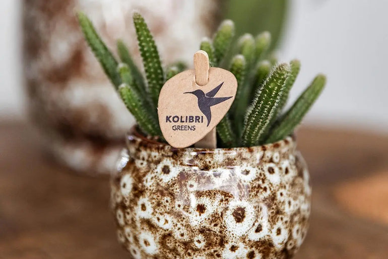 Kolibri Home | Combi deal - Safari potten Everspring