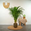 Areca palm - Ø21cm - ↕110cm Everspring