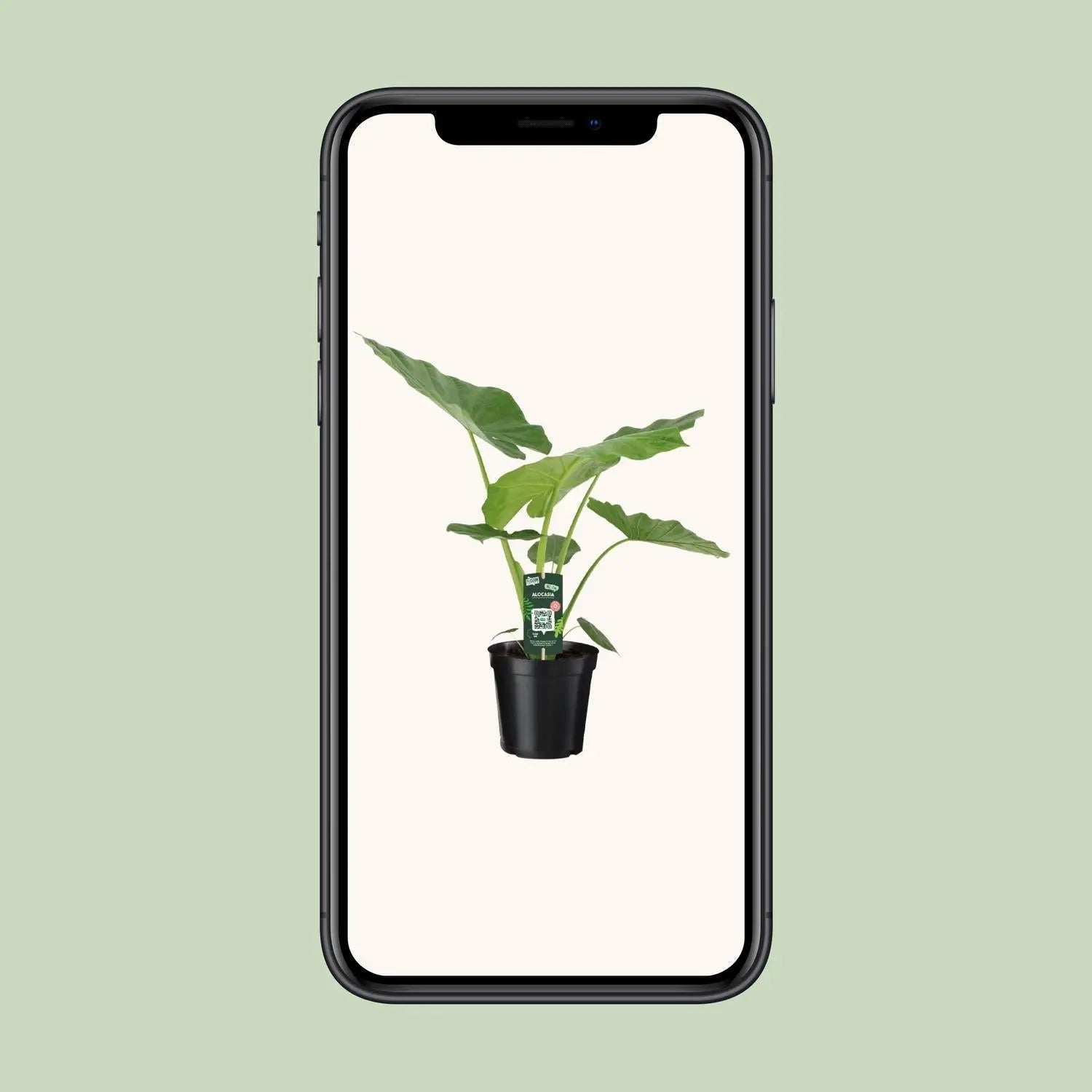 Alocasia Macrorrhiza - Ø19cm - ↕70cm Everspring