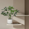 Philodendron Green Wonder - 120 cm - ø27 Everspring