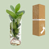 Clusia In Cylinder Glas - Ø12cm - ↕30cm Everspring