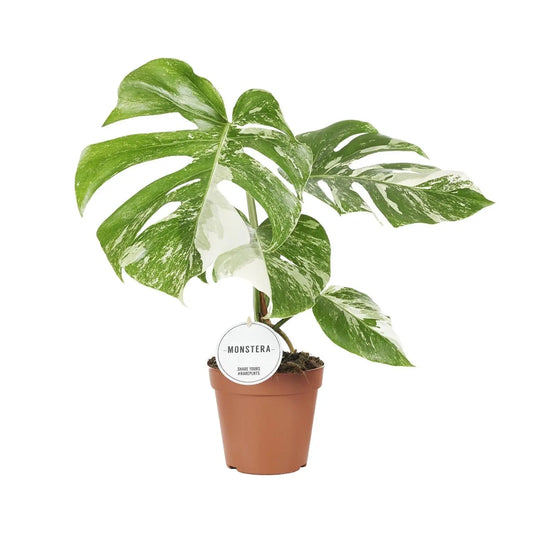 Monstera Deliciosa Variegata  - Ø15cm - ↕45cm