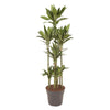 Dracaena Janet Lind Carrousel - 170 cm - ø34 Everspring