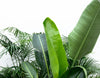 Combi deal XXL - Kentia 200 cm, Strelitzia Nicolai 225 cm, Areca 200 cm Everspring