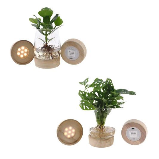 Kingston glas + LED Duo Monstera/Clusia - 2 stuks - Ø12cm - ↕30cm Everspring