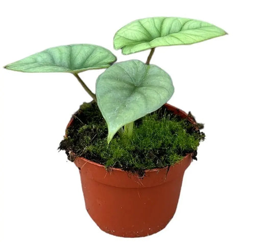 Alocasia Platinum - Ø10,5cm - ↕15cm Everspring