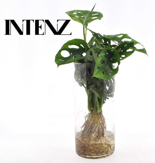 Monstera  in Cylinder glas - Ø12cm - ↕25cm Everspring