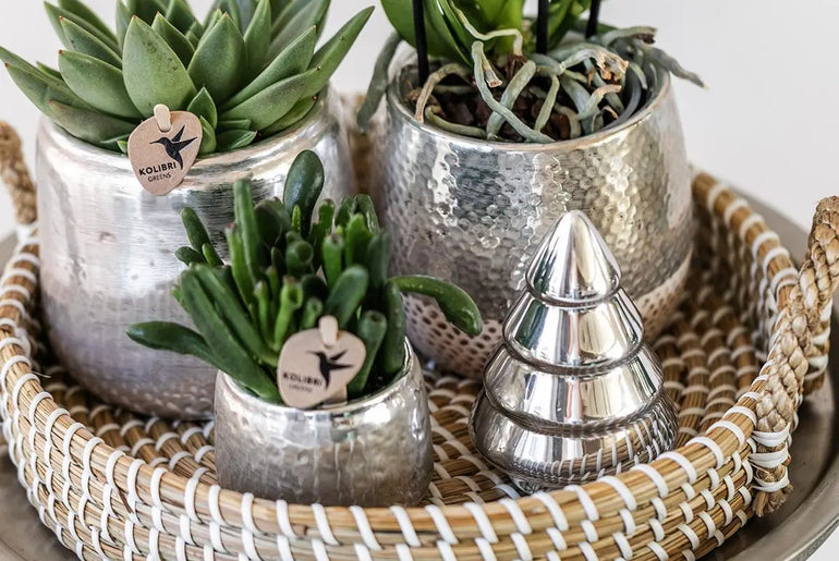 Kolibri Home | Elite silver pot - Ø9cm Everspring