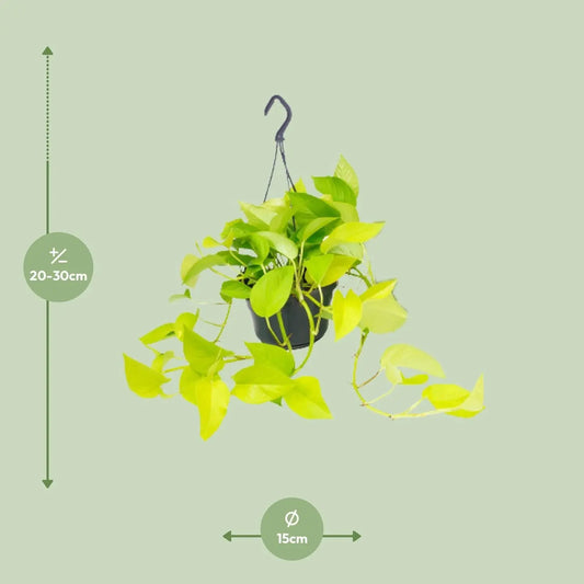 Epipremnum "Golden Pothos"  - Ø15cm - ↕25cm