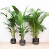 Combi deal XXL - Kentia 200 cm, Strelitzia Nicolai 225 cm, Areca 200 cm Everspring