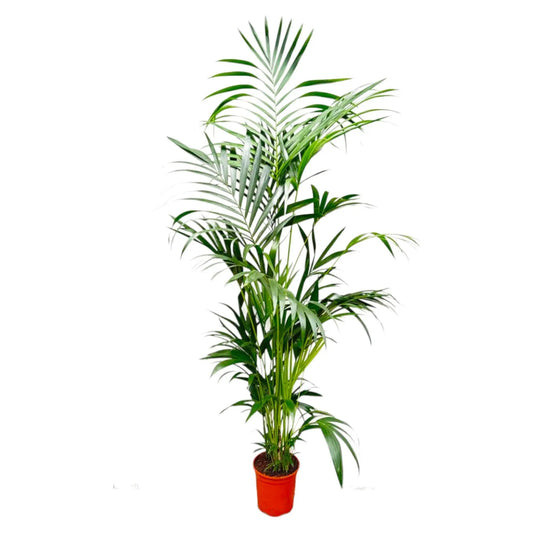 Kentia Palm - 200 cm - ø24 Everspring