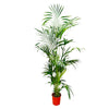 Kentia Palm - 200 cm - ø24 Everspring