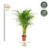 Areca palm - Ø21cm - ↕110cm Everspring