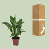 Spathiphyllum Diamond - Ø12cm - ↕40cm Everspring