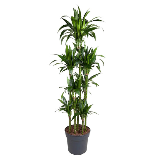 Dracaena Janet Craig Carrousel - 180 cm - ø34 Everspring