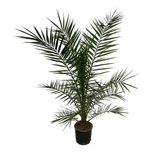 Phoenix Canariensis - 160 cm - Ø22cm Everspring