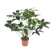 Philodendron Green Wonder - 120 cm - ø27 Everspring