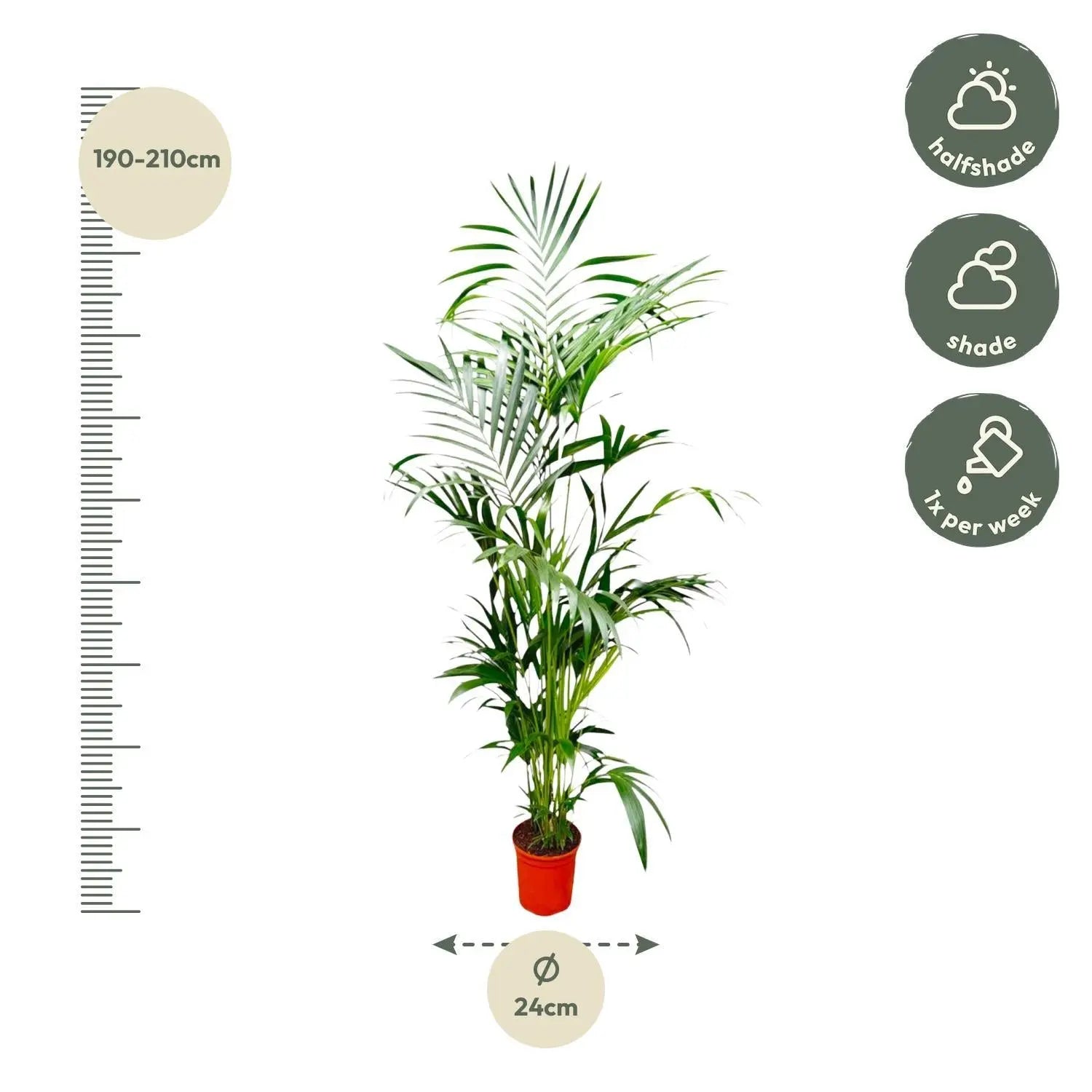 Kentia Palm - 200 cm - ø24 Everspring