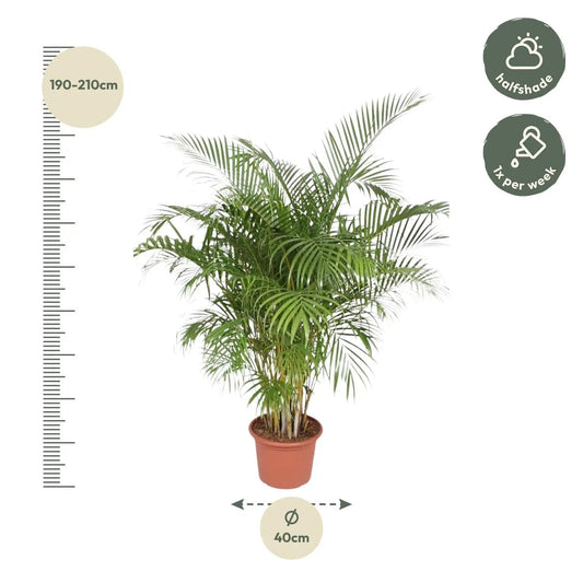 Dypsis Lutescens (Areca Palm) - 200 cm - ø40 Everspring