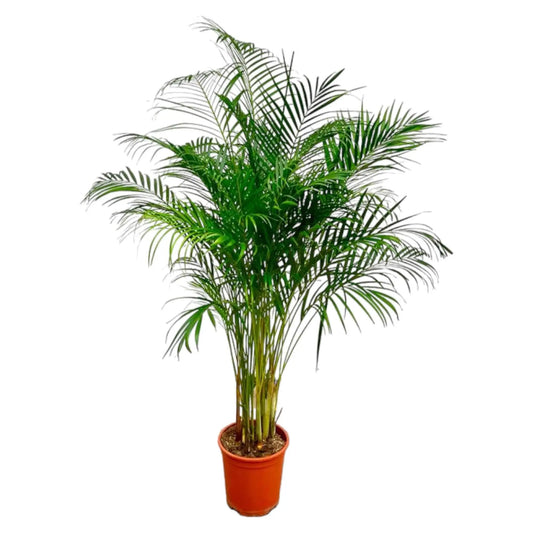 Dypsis Lutescens (Areca Palm) - 180 cm - ø24 Everspring