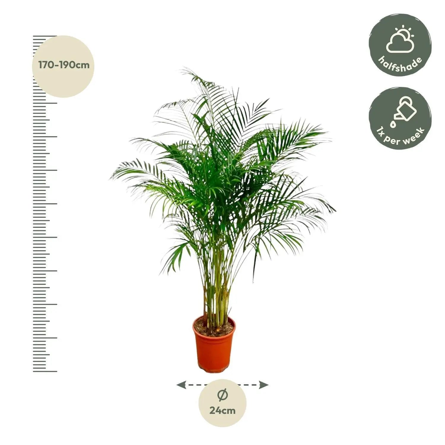 Dypsis Lutescens (Areca Palm) - 180 cm - ø24 Everspring