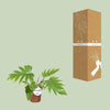 Philodendron Mayoi - Ø15cm - ↕35cm Everspring