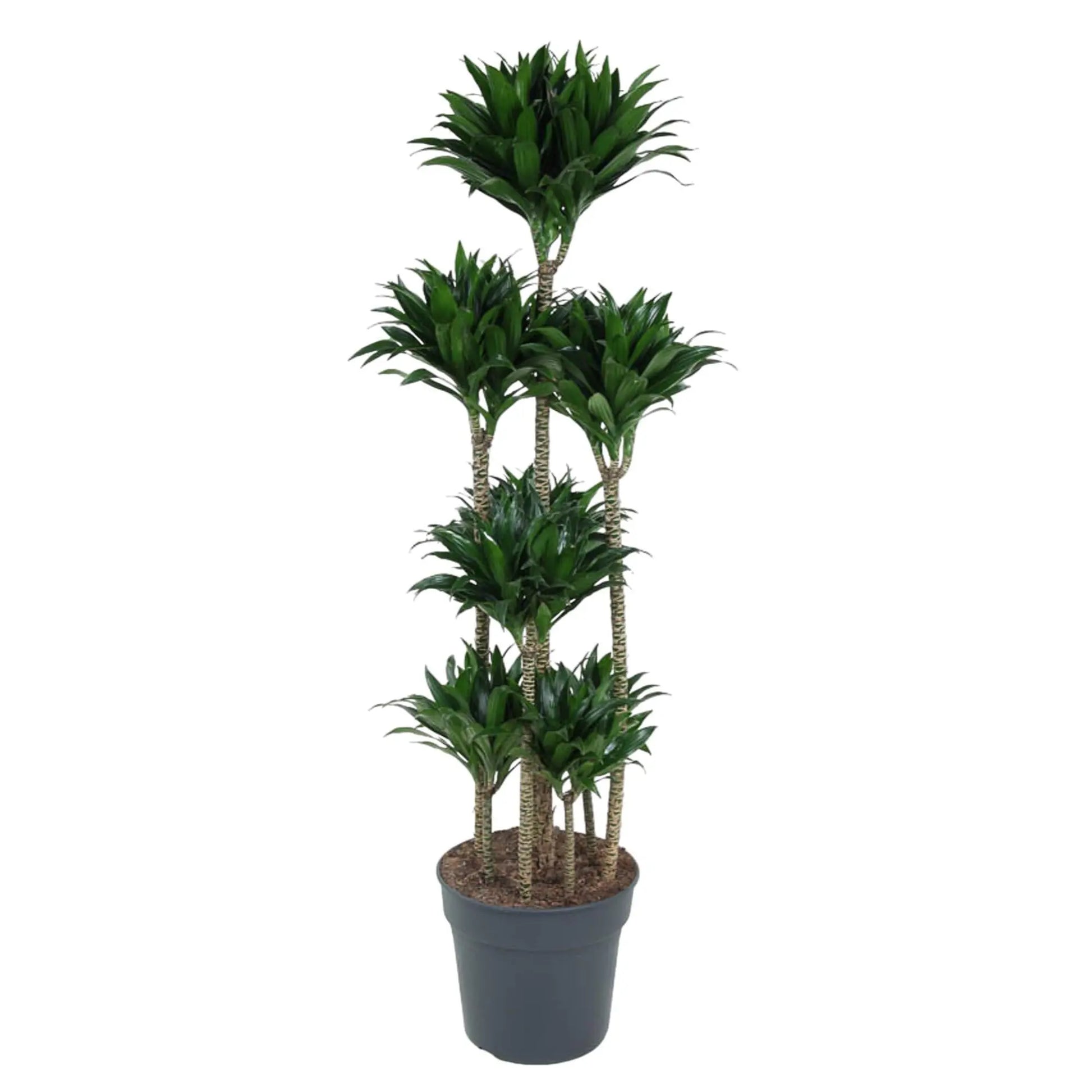 Dracaena Compacta Carrousel - 160 cm - ø34 Everspring