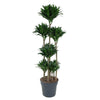 Dracaena Compacta Carrousel - 160 cm - ø34 Everspring