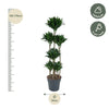 Dracaena Compacta Carrousel - 160 cm - ø34 Everspring