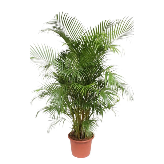 Dypsis Lutescens (Areca Palm) - 240 cm - ø45 Everspring