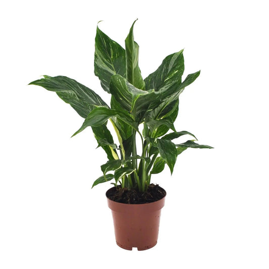 Spathiphyllum Diamond - Ø12cm - ↕40cm Everspring