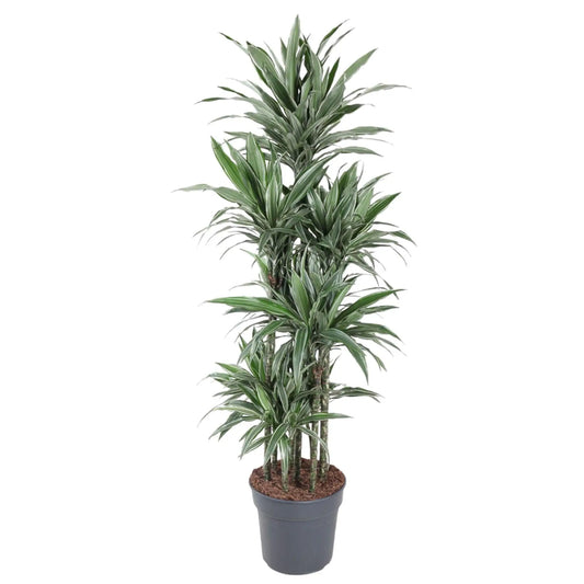 Dracaena Warneckei Carrousel - 180 cm - ø34 Everspring