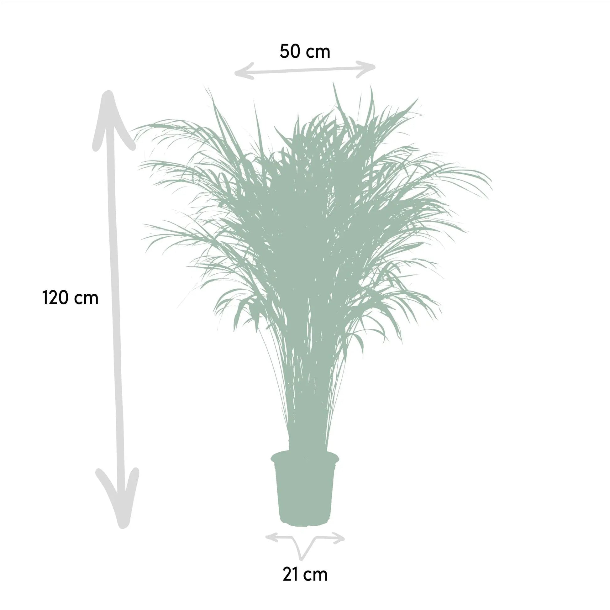 Areca palm - Ø21cm - ↕110cm Everspring