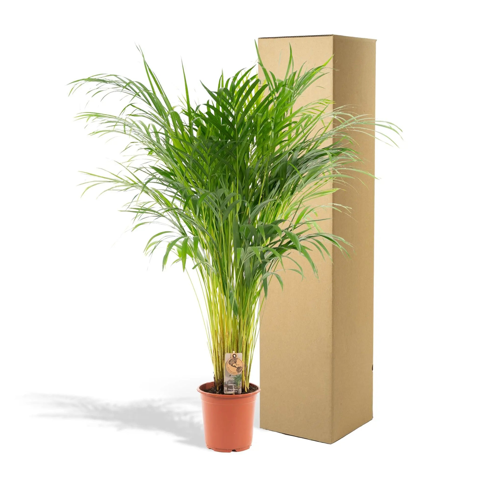 Areca palm - Ø21cm - ↕110cm Everspring