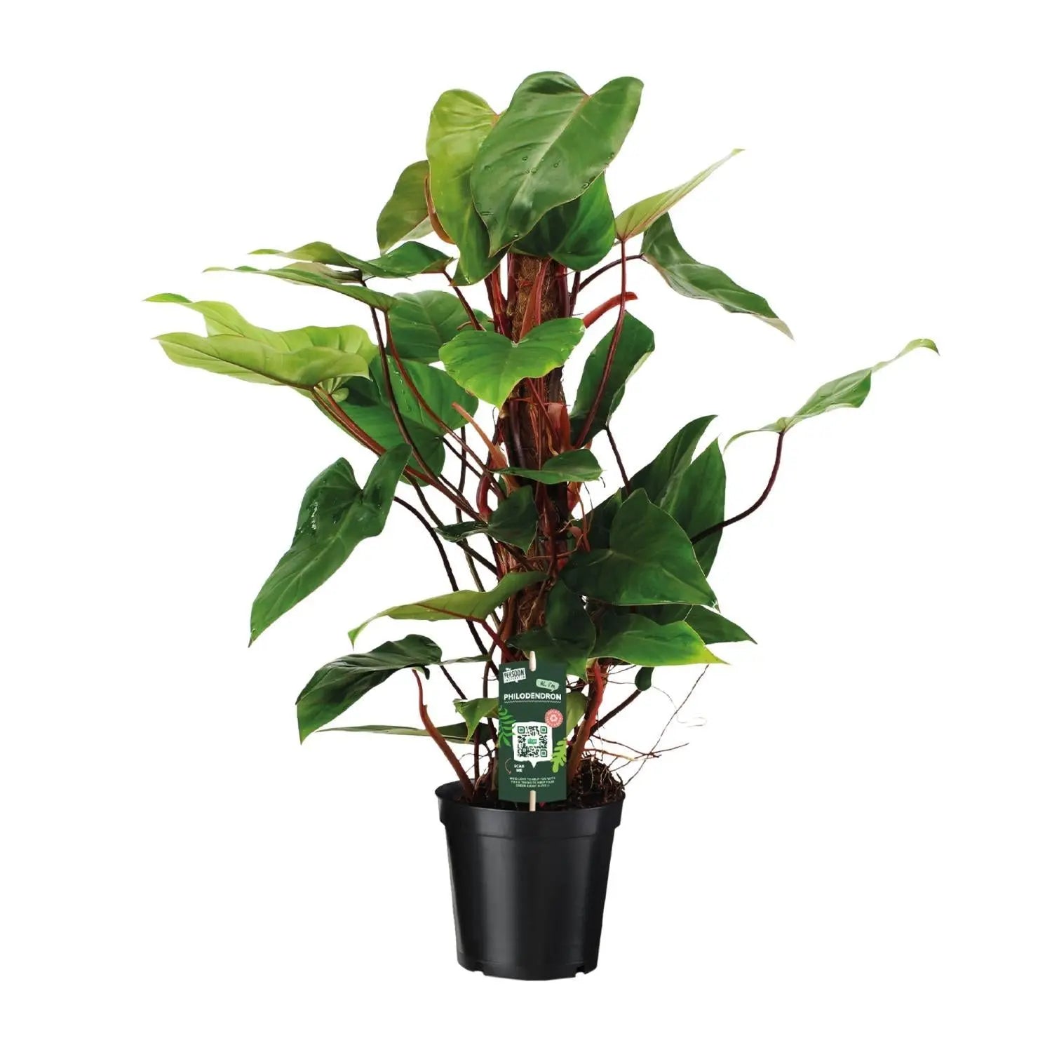 Philodendron Red Emerald - Ø19 ↕80 Everspring