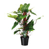 Philodendron Red Emerald - Ø19 ↕80 Everspring