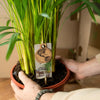 Areca palm - Ø24cm - ↕130cm Everspring