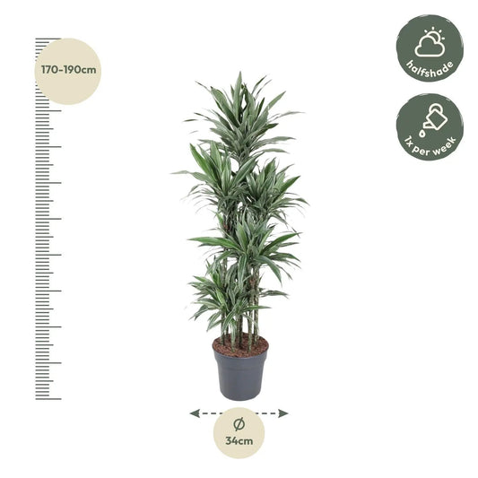 Dracaena Warneckei Carrousel - 180 cm - ø34 Everspring