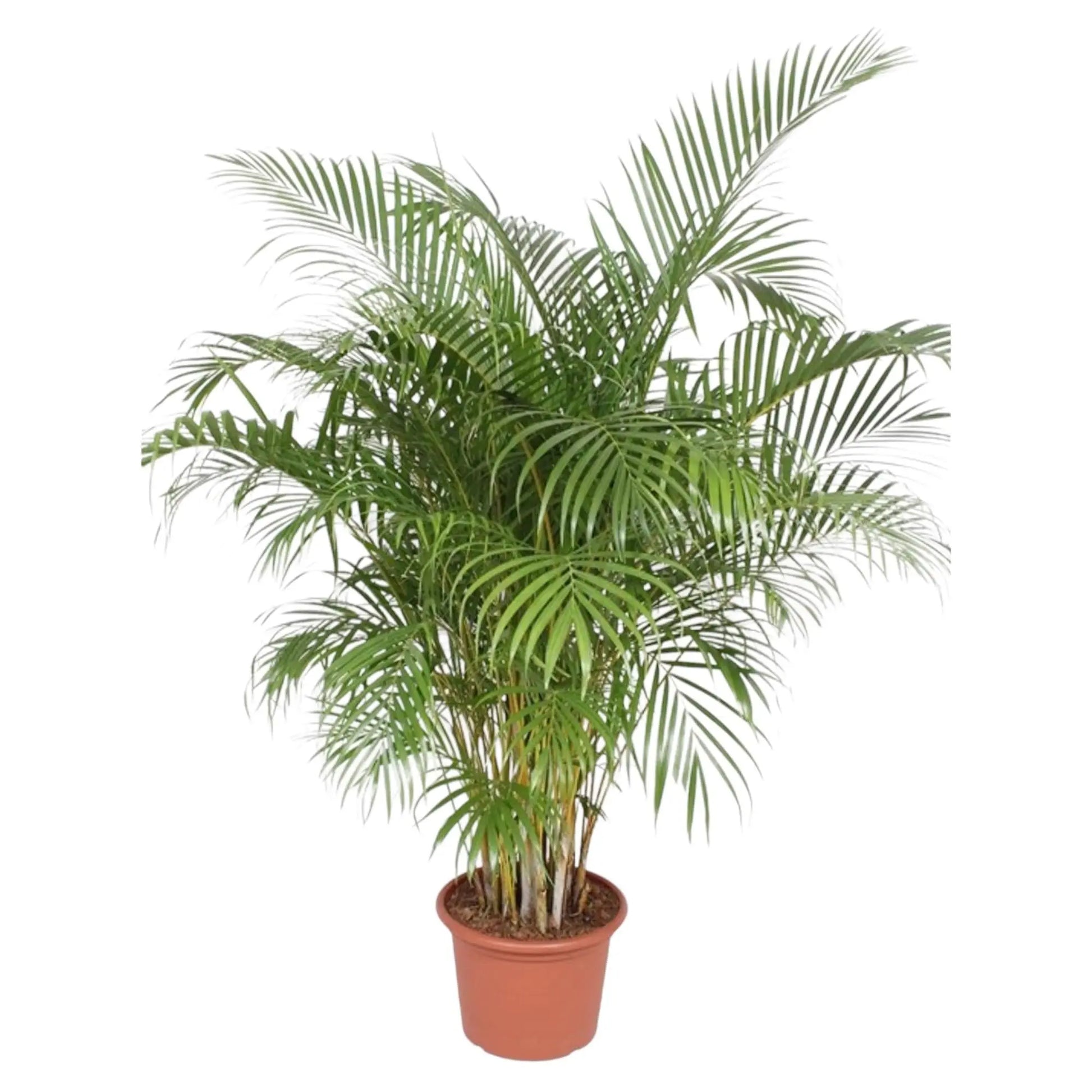 Dypsis Lutescens (Areca Palm) - 200 cm - ø40 Everspring