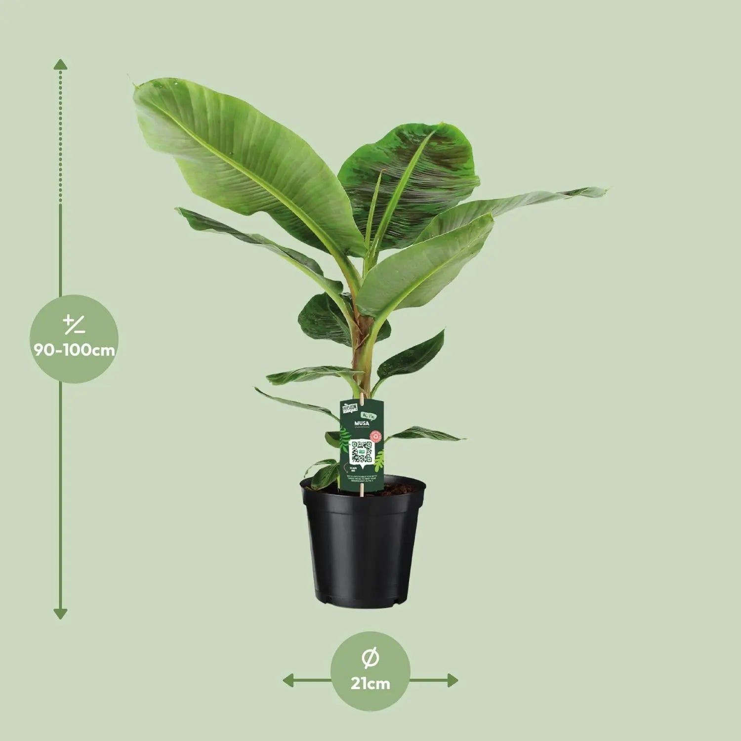 Musa Dwarf Cavendish - Ø21cm - ↕90cm Everspring