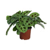 Maranta Leuconeura Kerchoveana - Ø12cm - ↕30cm Everspring