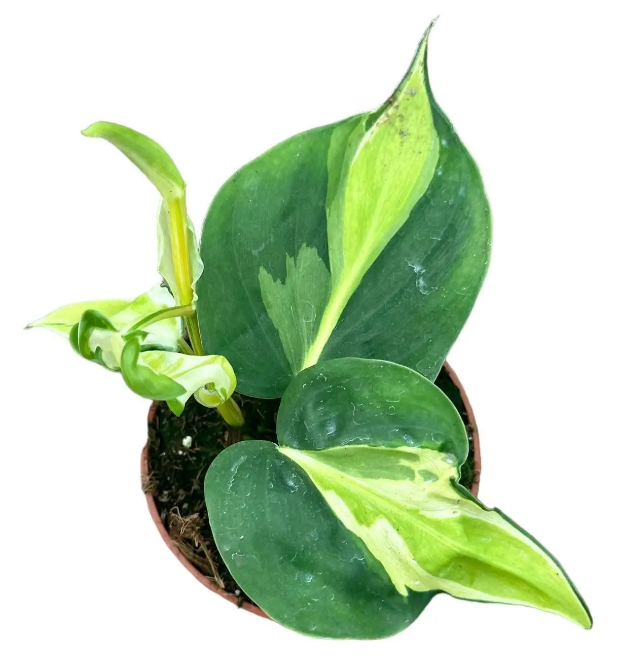 Philodendron Cream Splash - Ø10,5cm - ↕15cm Everspring