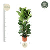 Ficus Lyrata struik - 240 cm - ø40 Everspring