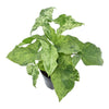 Syngonium Mottled - 25 cm - ø12 Everspring