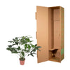 Philodendron Green Wonder - 120 cm - ø27 Everspring