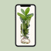 Clusia In Cylinder Glas - Ø12cm - ↕30cm Everspring