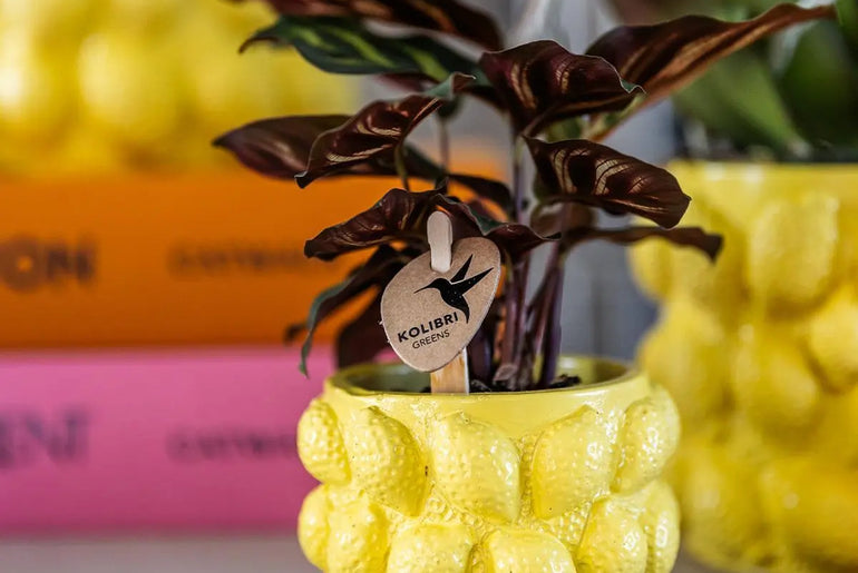 Kolibri Home | Citrus pot yellow - Ø9cm Everspring