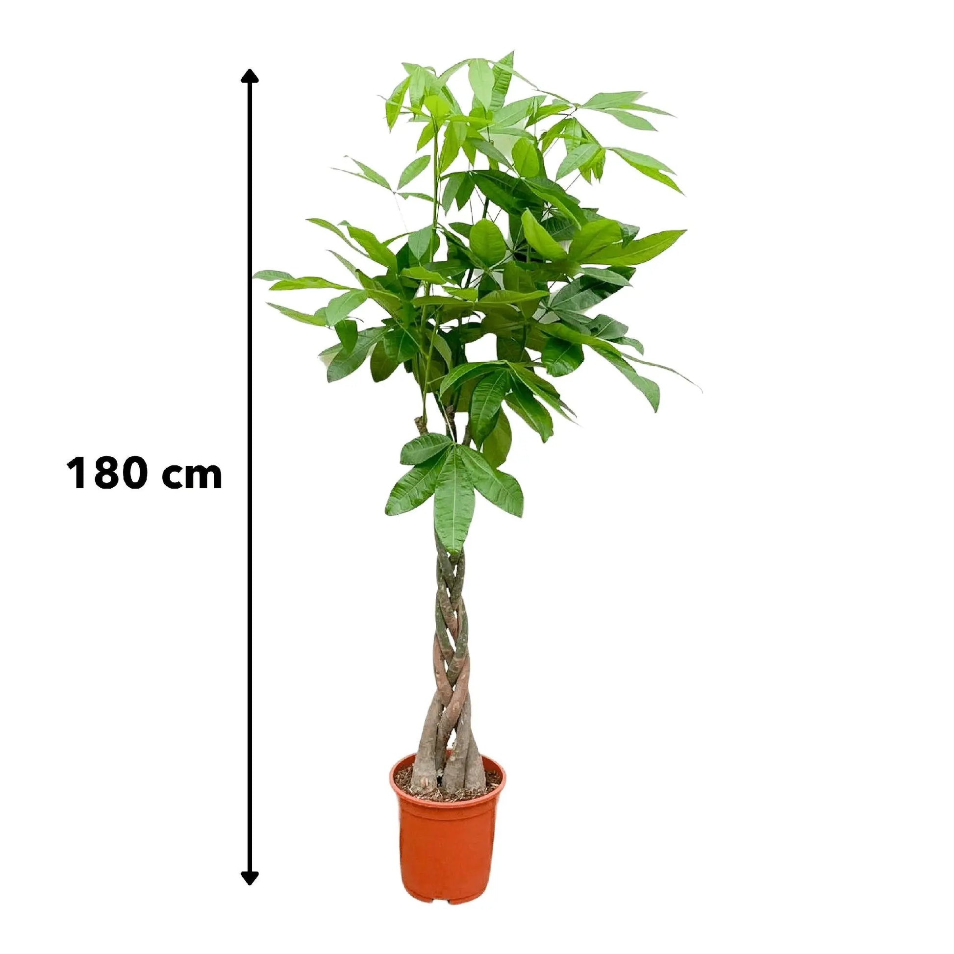 Pachira Aquatica "zilverboom" 160cm