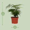 Asparagus Setaceus - Ø12 - ↨35cm Everspring