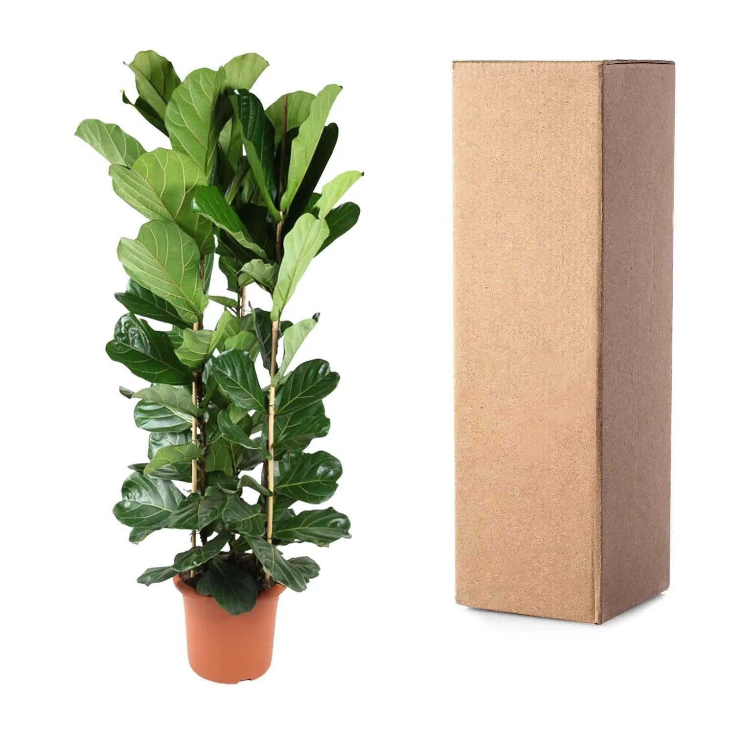 Ficus Lyrata struik - 240 cm - ø40 Everspring